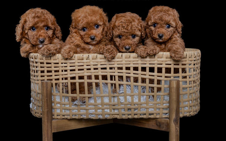 Sunny Fields Cavoodles & Theodores