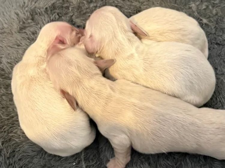 Ivy Park Dachshunds