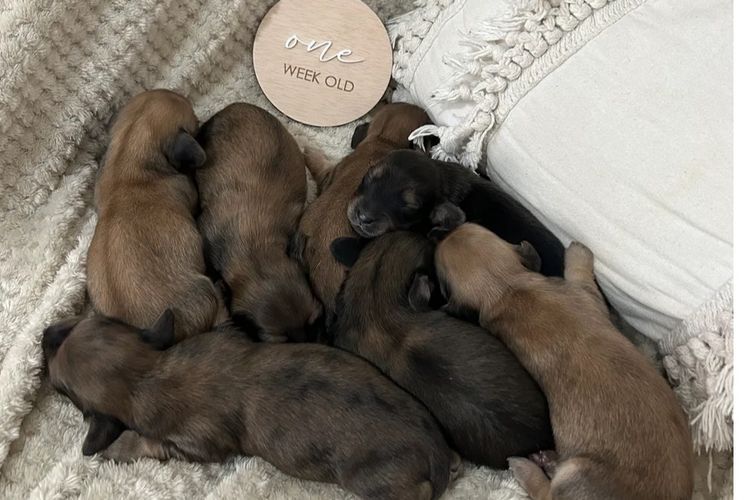 Ivy Park Dachshunds