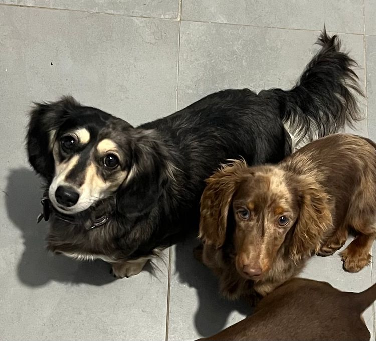 Ivy Park Dachshunds