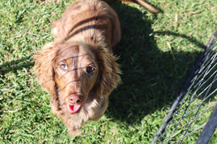 Ivy Park Dachshunds