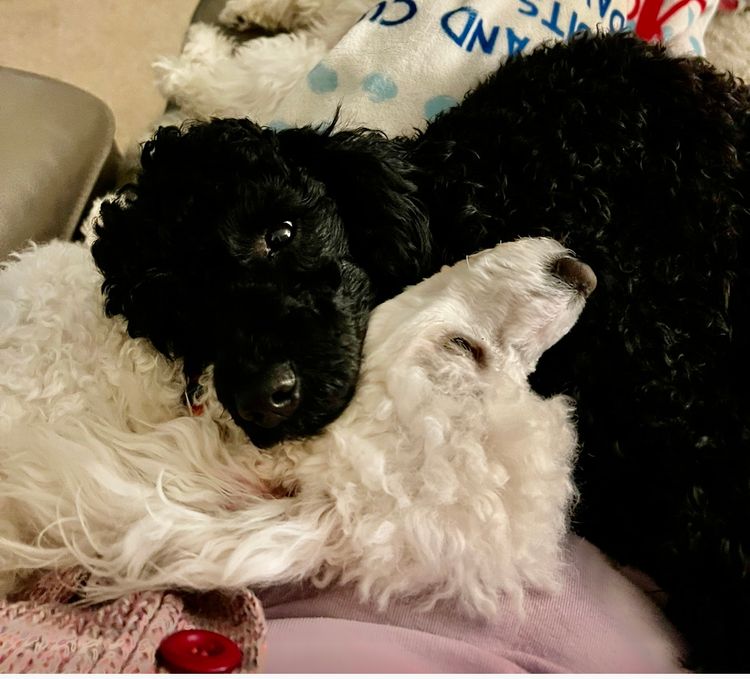 Lillian Moon Poochons