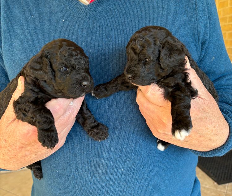Lillian Moon Poochons
