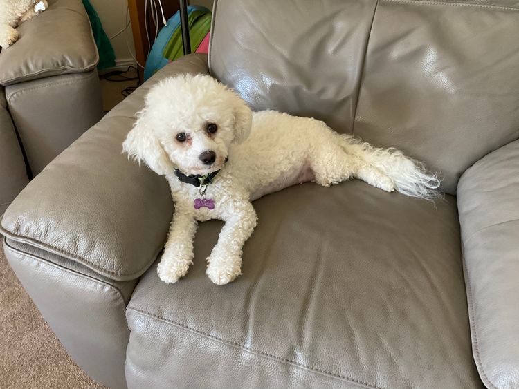 Lillian Moon Poochons