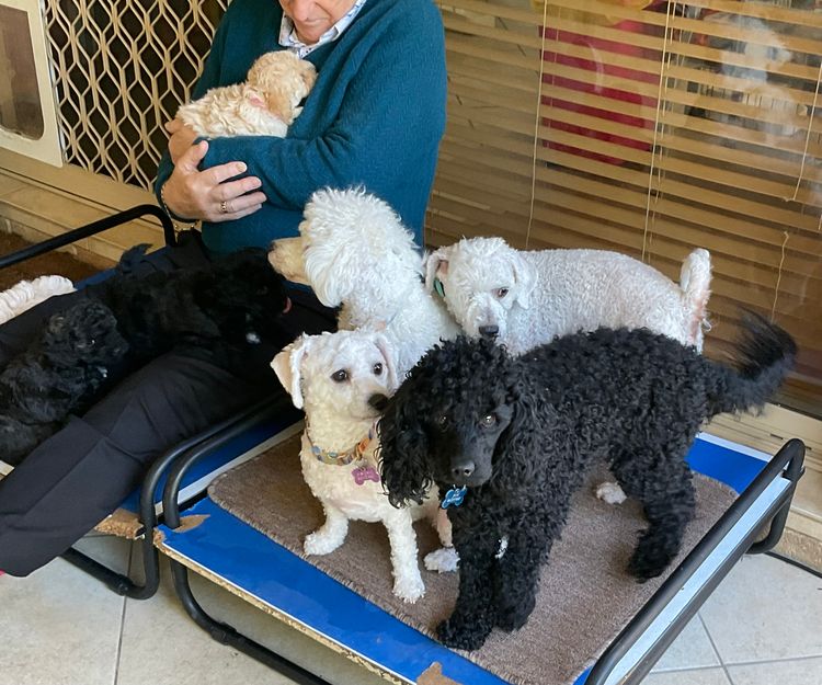 Lillian Moon Poochons