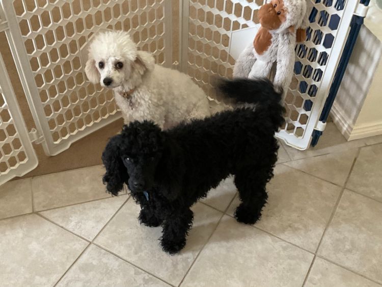 Lillian Moon Poochons