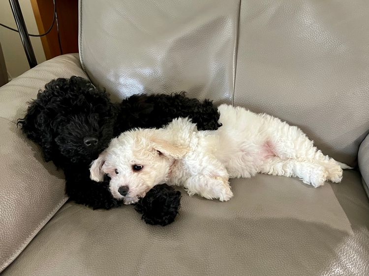 Lillian Moon Poochons