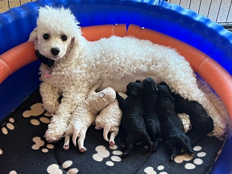 Lillian Moon Poochons
