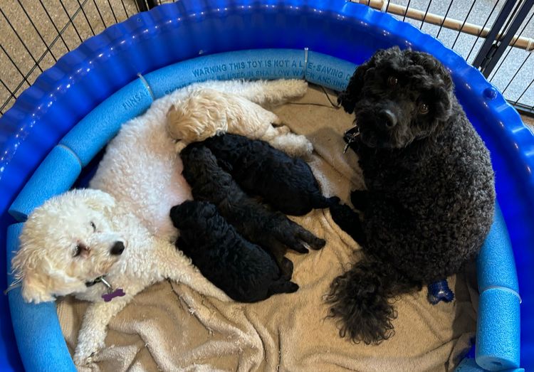 Lillian Moon Poochons