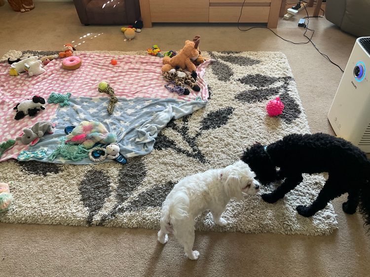 Lillian Moon Poochons