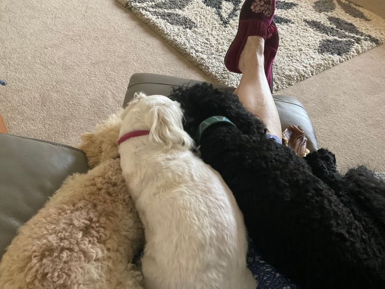 Lillian Moon Poochons