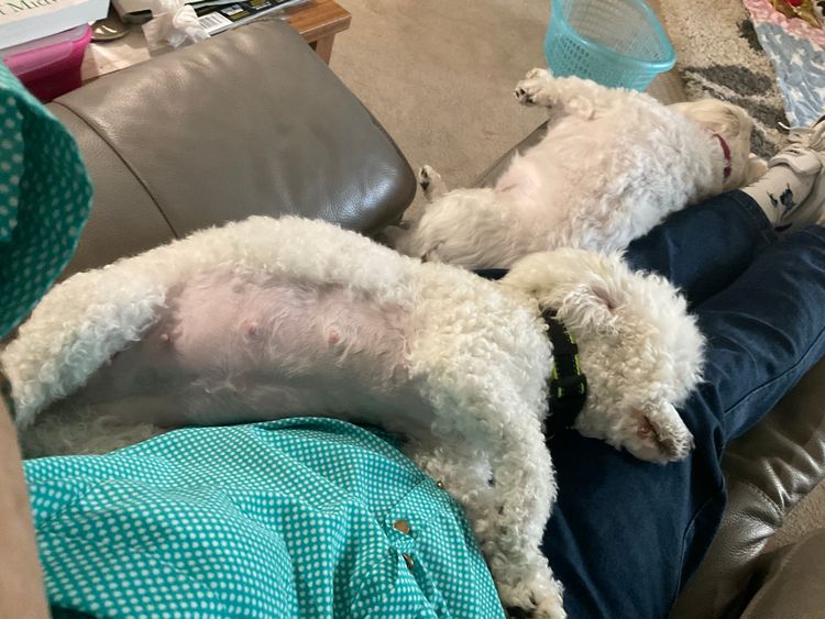 Lillian Moon Poochons