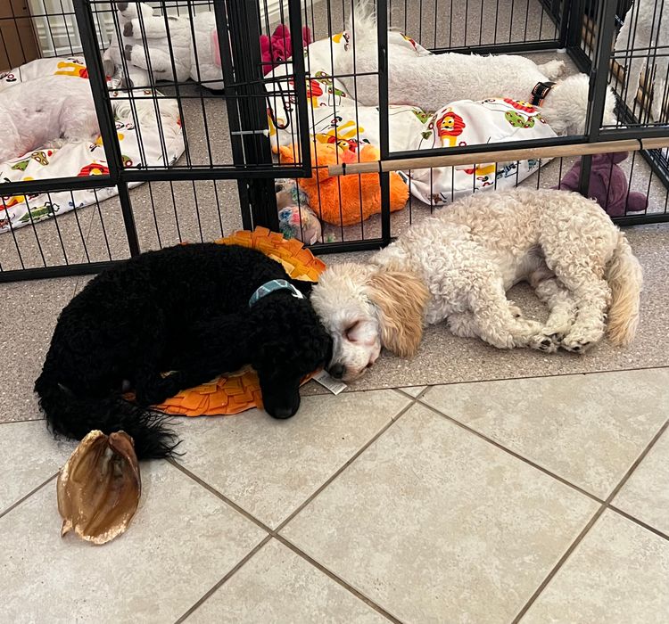 Lillian Moon Poochons
