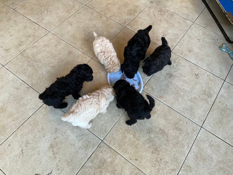 Lillian Moon Poochons