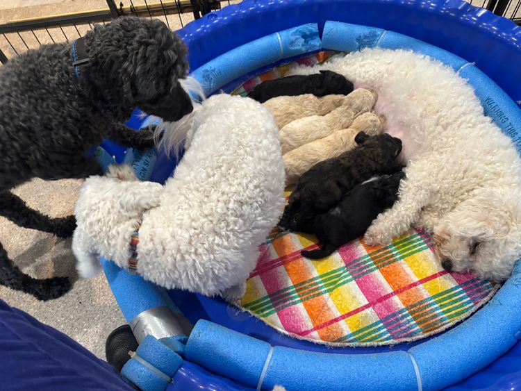 Lillian Moon Poochons
