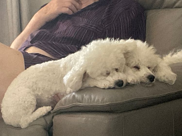 Lillian Moon Poochons