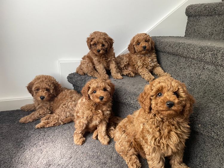 Frankie & Co. Cavoodles