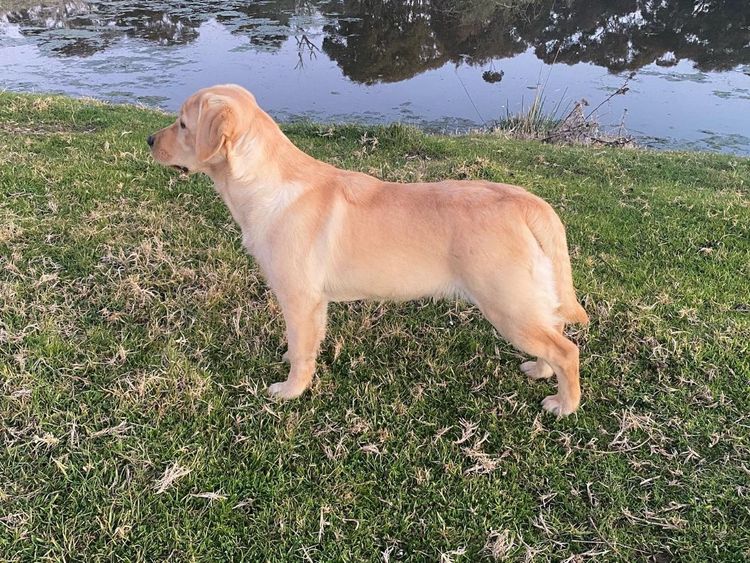 Riverlands Labradors