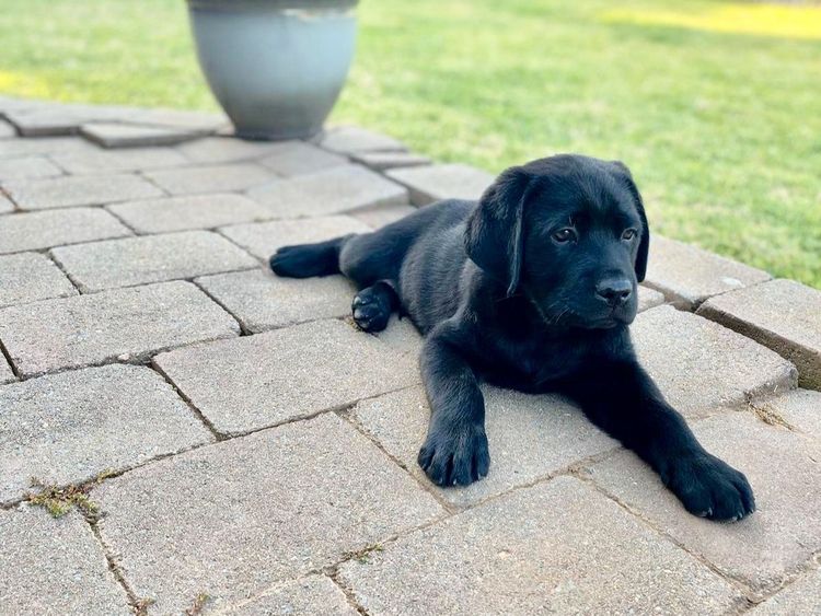 Riverlands Labradors