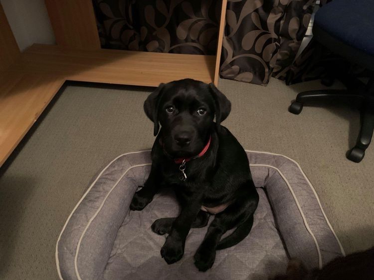 Riverlands Labradors