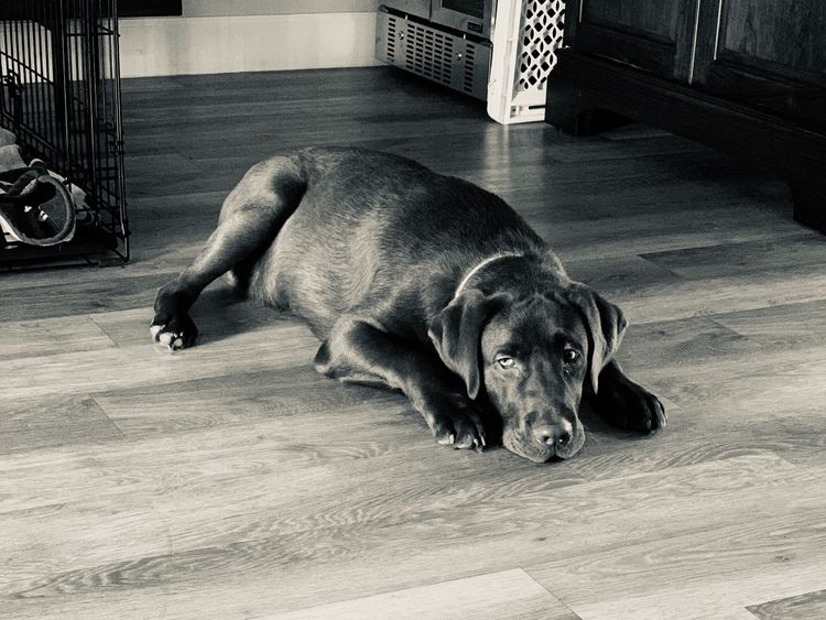 Riverlands Labradors
