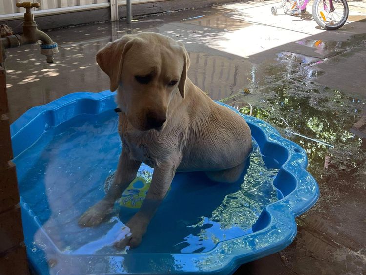 Riverlands Labradors
