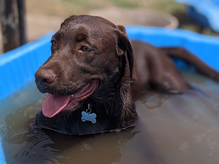 Riverlands Labradors