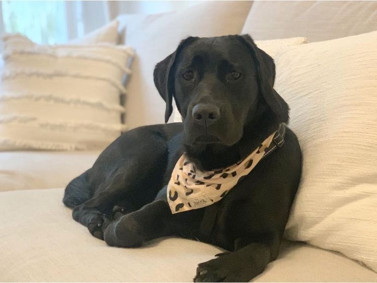 Riverlands Labradors