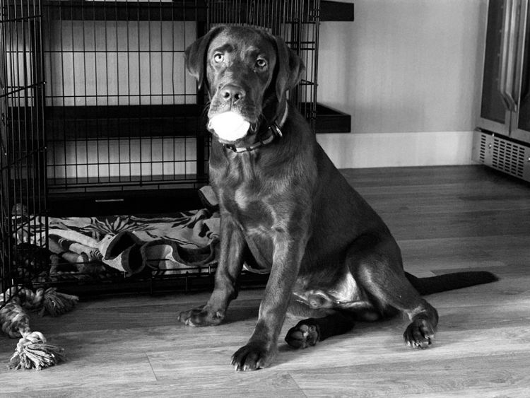 Riverlands Labradors
