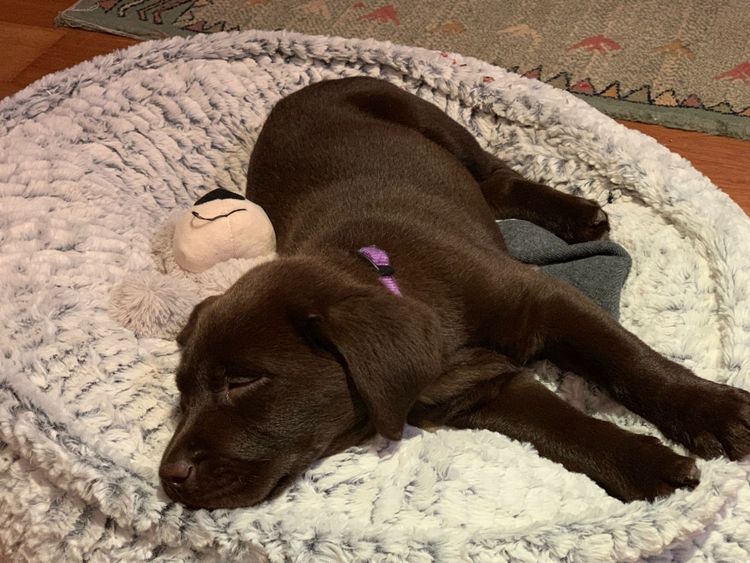 Riverlands Labradors