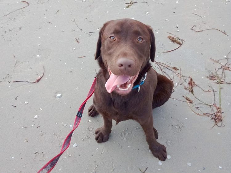 Riverlands Labradors