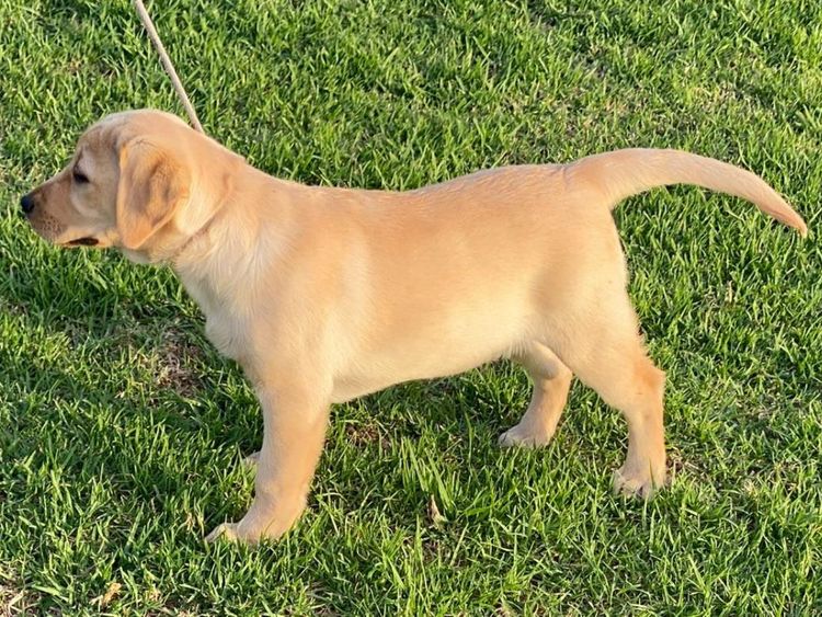 Riverlands Labradors