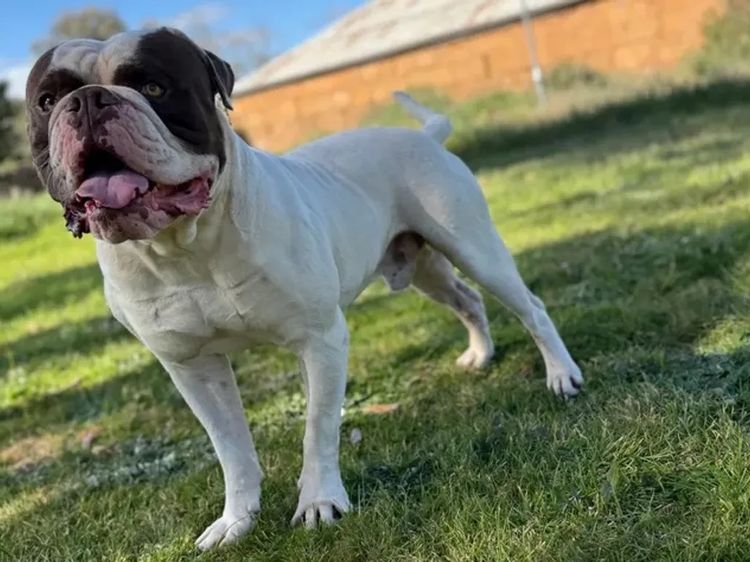 Key’s Kennel - American Bulldogs