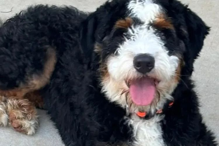 Manny Park Puppies - Bernedoodles