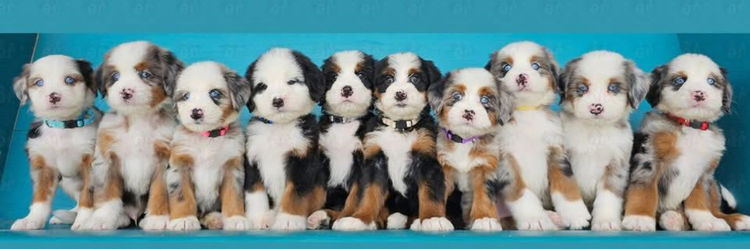 Manny Park Puppies - Bernedoodles