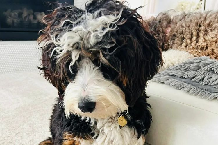 Manny Park Puppies - Bernedoodles