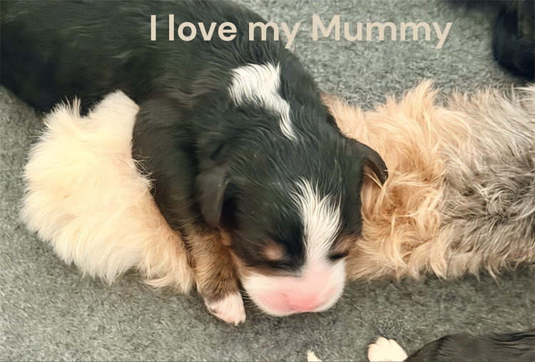 Manny Park Puppies - Bernedoodles