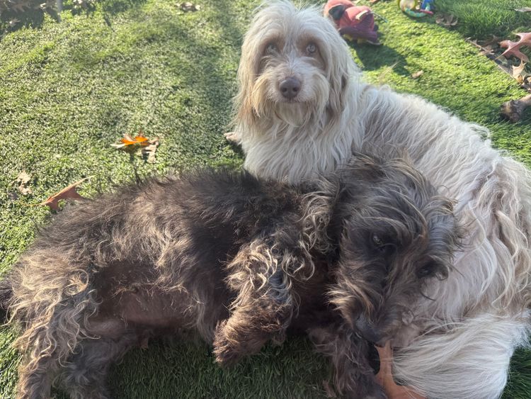The Mini Ark wire and silky wire Dachshunds