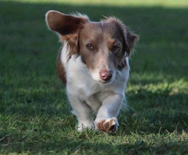 The Mini Ark wire and silky wire Dachshunds