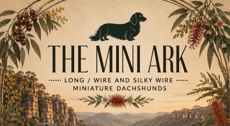 The Mini Ark wire and silky wire Dachshunds