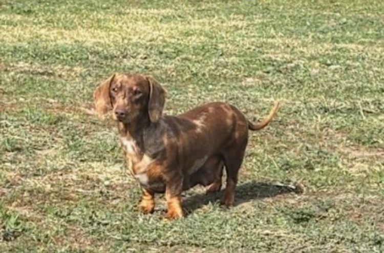 Tilolia Miniature Dachshunds