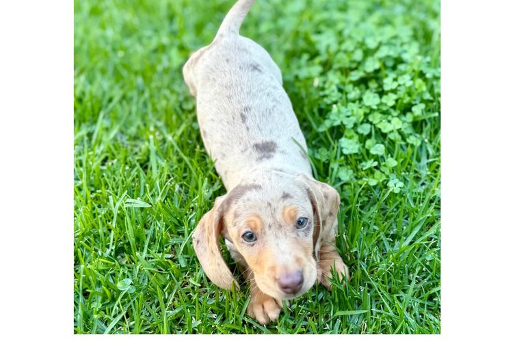 Tilolia Miniature Dachshunds