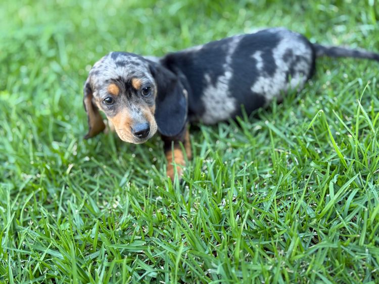 Tilolia Miniature Dachshunds