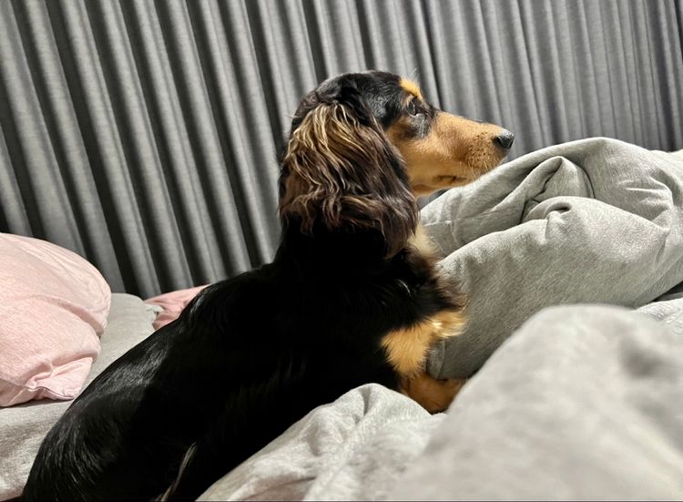 Tilolia Miniature Dachshunds
