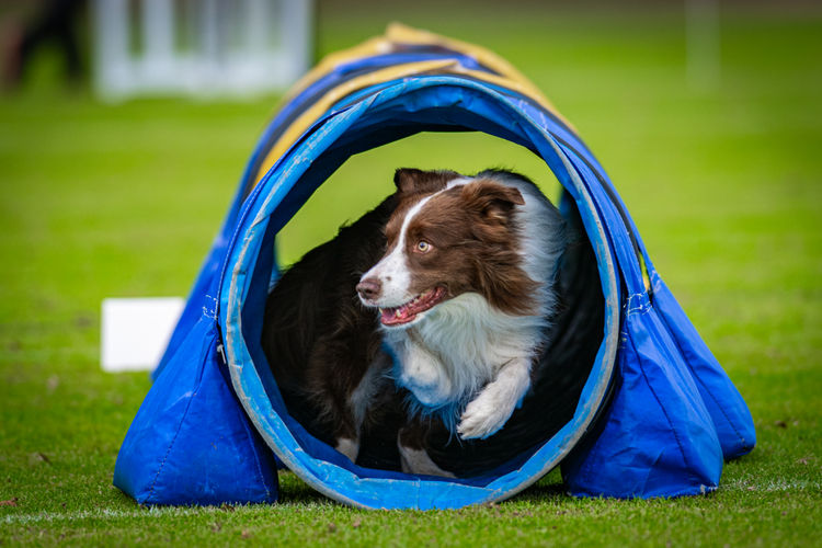 Iforindy Border Collies