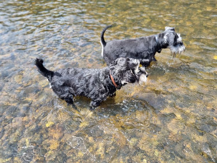 Murkaizen Miniature Schnauzers