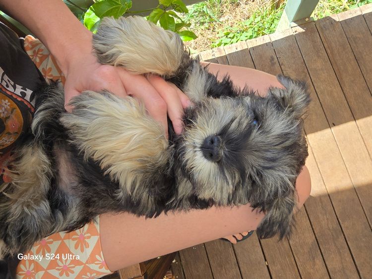 Murkaizen Miniature Schnauzers