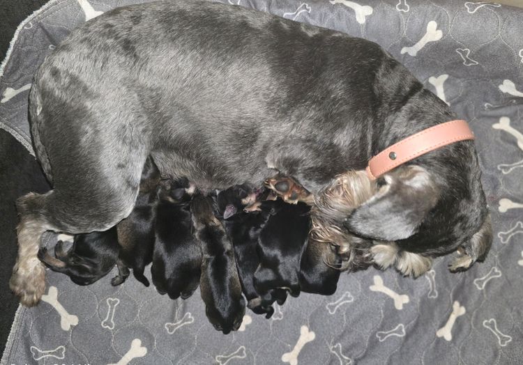 Murkaizen Miniature Schnauzers