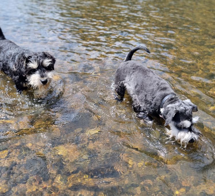 Murkaizen Miniature Schnauzers