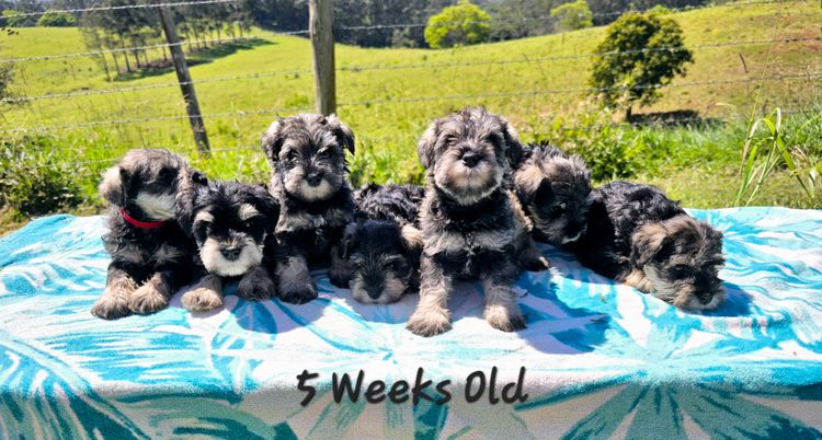 Murkaizen Miniature Schnauzers